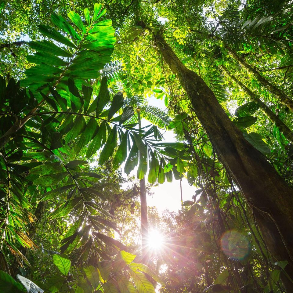 Lange glaubte die Anthropologie, Regenwälder wie dieser Dschungel  in Costa Rica seien eine "grüne Hölle", die von Menschen gemieden würde 