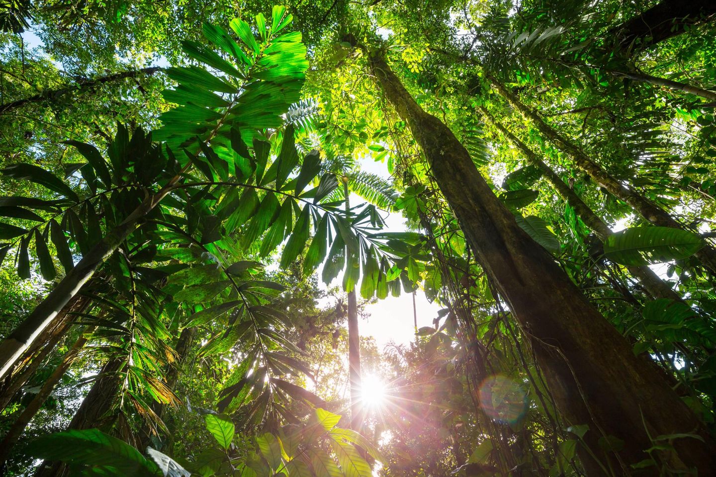 Lange glaubte die Anthropologie, Regenwälder wie dieser Dschungel  in Costa Rica seien eine "grüne Hölle", die von Menschen gemieden würde 