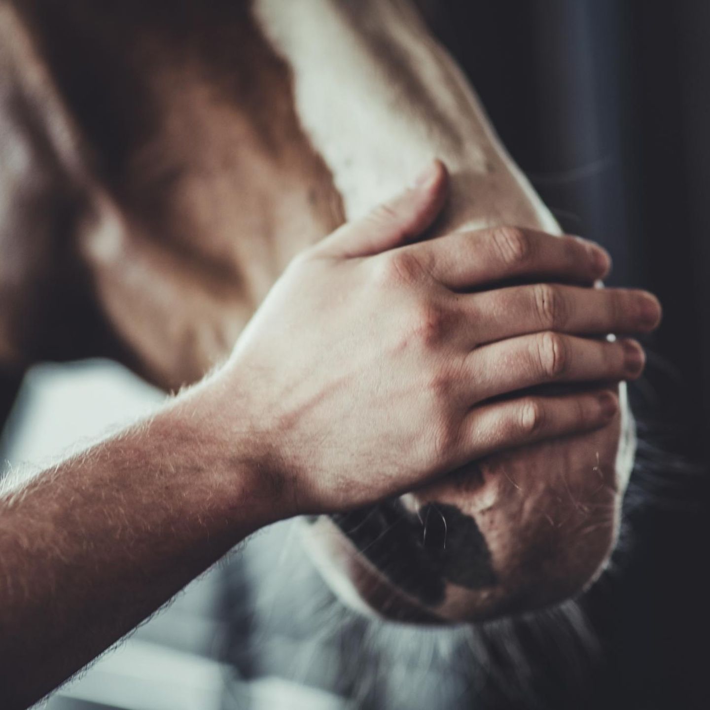 Tiere: Heiß geliebt und ausgenutzt: Warum Pferd und Mensch ziemlich schlechte Freunde sind