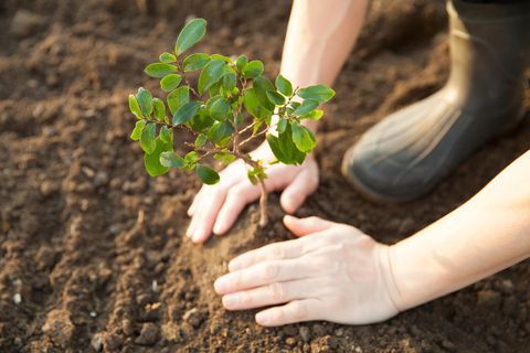 Setzlinge warten darauf, gepflanzt zu werden: Aufforstungsprojekte werben damit, dass Bäume durch ihr Wachstum Kohlenstoffdioxid aus der Atmosphäre binden
