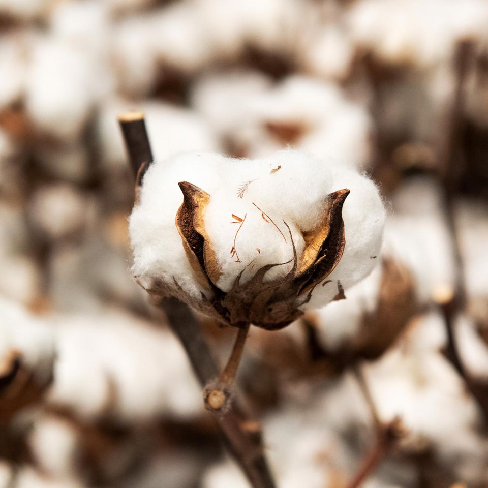 Eine Baumwollpflanze mit Blüte