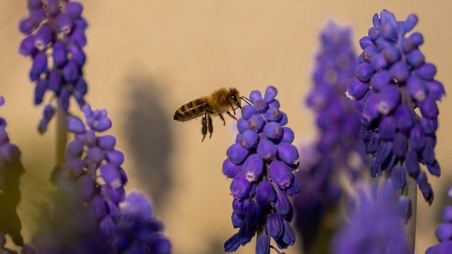 Die Traubenhyazinthe Muscari botryoides wird auf der deutschen Roten Liste als "gefährdet" geführt, wird aber häufig als Zierpflanze verwendet und hat ihren Bestand in den letzten Jahrzehnten um 65 Prozent erhöht