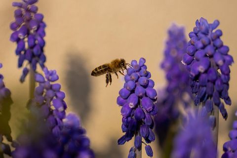 Die Traubenhyazinthe Muscari botryoides wird auf der deutschen Roten Liste als "gefährdet" geführt, wird aber häufig als Zierpflanze verwendet und hat ihren Bestand in den letzten Jahrzehnten um 65 Prozent erhöht
