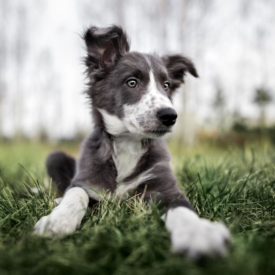 Border Collie Welpe liegt im Gras
