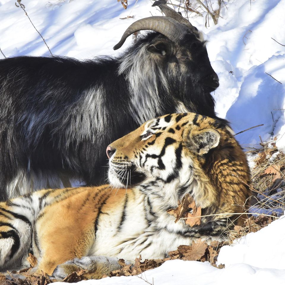 Tiger und Ziege: Ungewöhnliche Tierfreundschaften: Wenn die Beute zum Kumpel wird