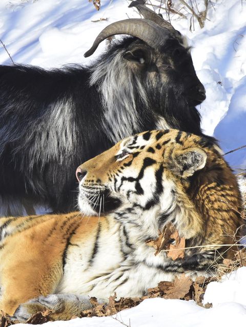 Tiger und Ziege: Ungewöhnliche Tierfreundschaften: Wenn die Beute zum Kumpel wird