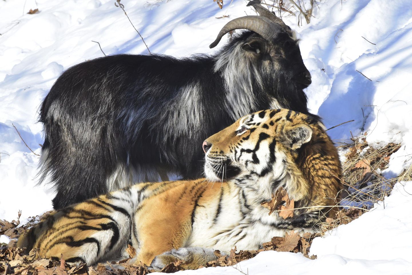 Tierfreundschaften: Tiger und Ziege: Wenn die Beute zum Kumpel wird
