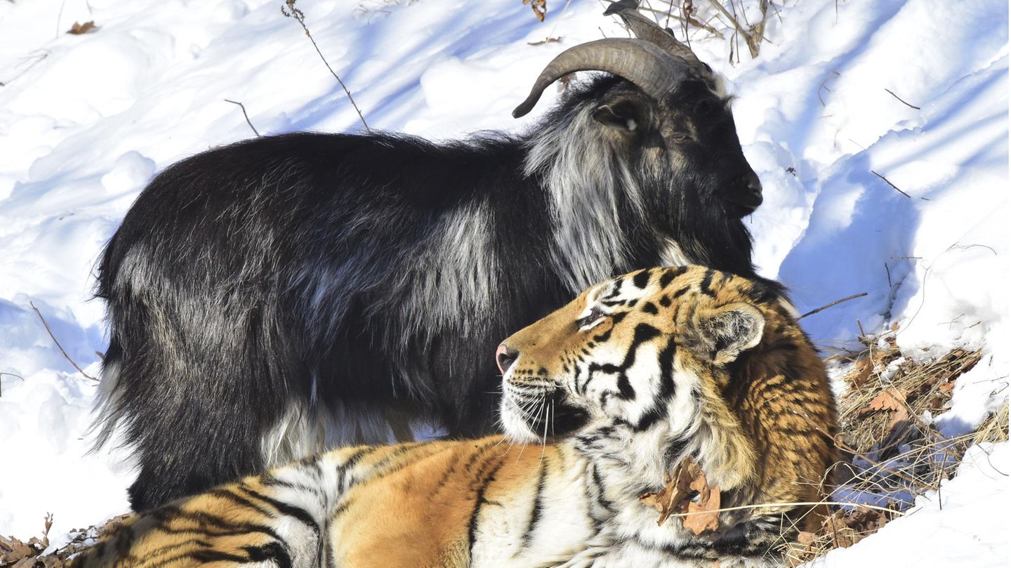 Tiger und Ziege: Ungewöhnliche Tierfreundschaften: Wenn die Beute zum Kumpel wird