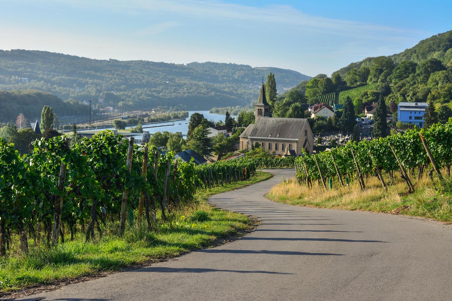 Eine Straße verläuft über einen Weinberg, im Hintergrund ist die Mosel zu sehen