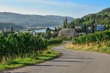Eine Straße verläuft über einen Weinberg, im Hintergrund ist die Mosel zu sehen