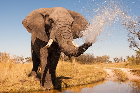 Afrika: Schützen oder schießen: Der unterschiedliche Umgang mit Elefanten
