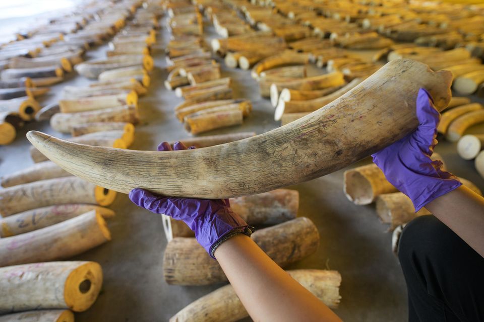 Der Stoßzahn eines Elefanten wird während eines Pressetermins anlässlich der Beschlagnahmung von Elfenbein gezeigt