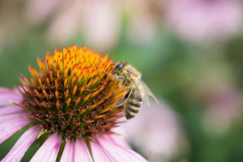 Bienen sitzt auf einer Blüte einer Sonnenhut-Pflanze