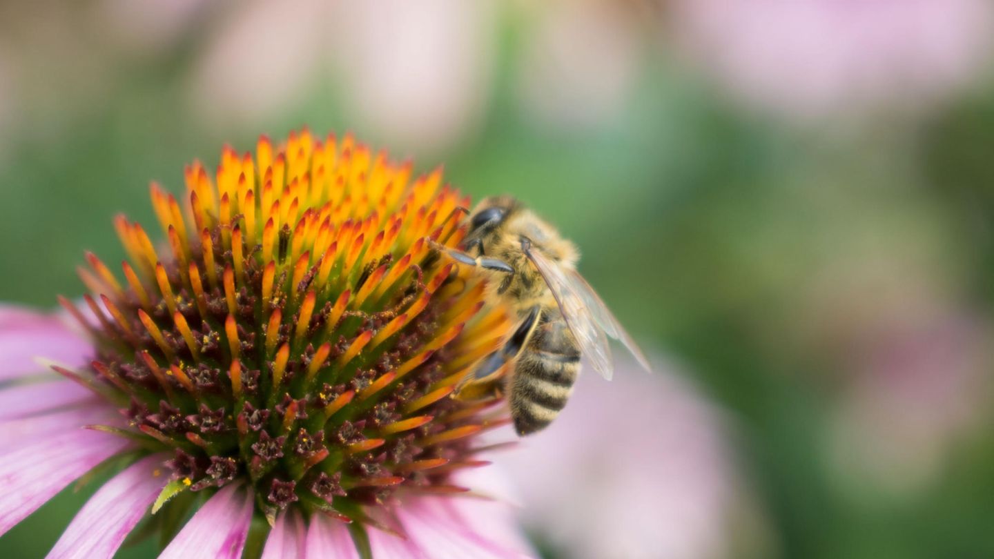 Bienen sitzt auf einer Blüte einer Sonnenhut-Pflanze