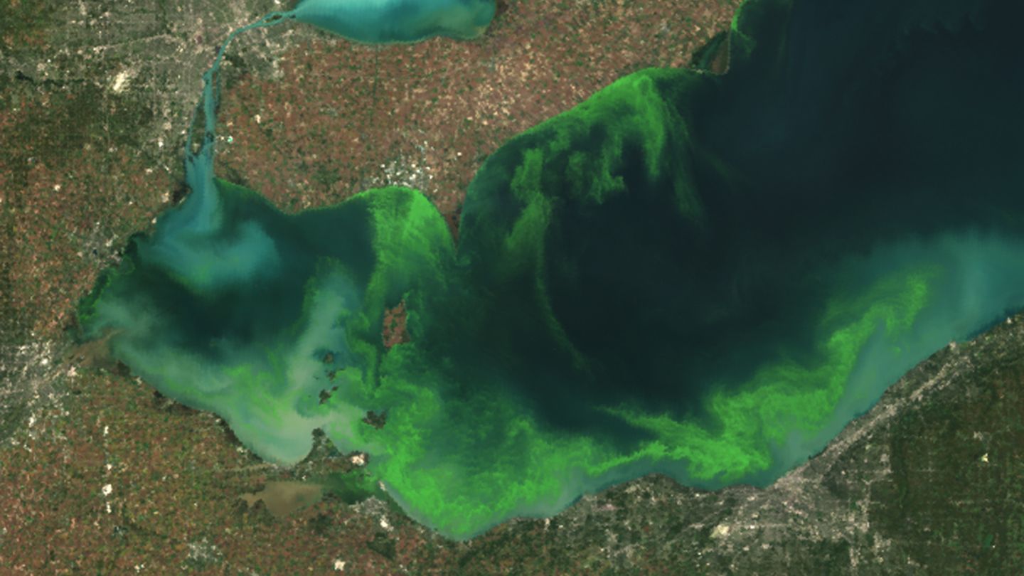 Der Eriesee im Jahr 2011: Durch Phosphor aus hauptsächlich landwirtschaftlichen Düngeabflüssen wurde 2011 die schlimmste Algenblüte seit Jahrzehnten verursacht