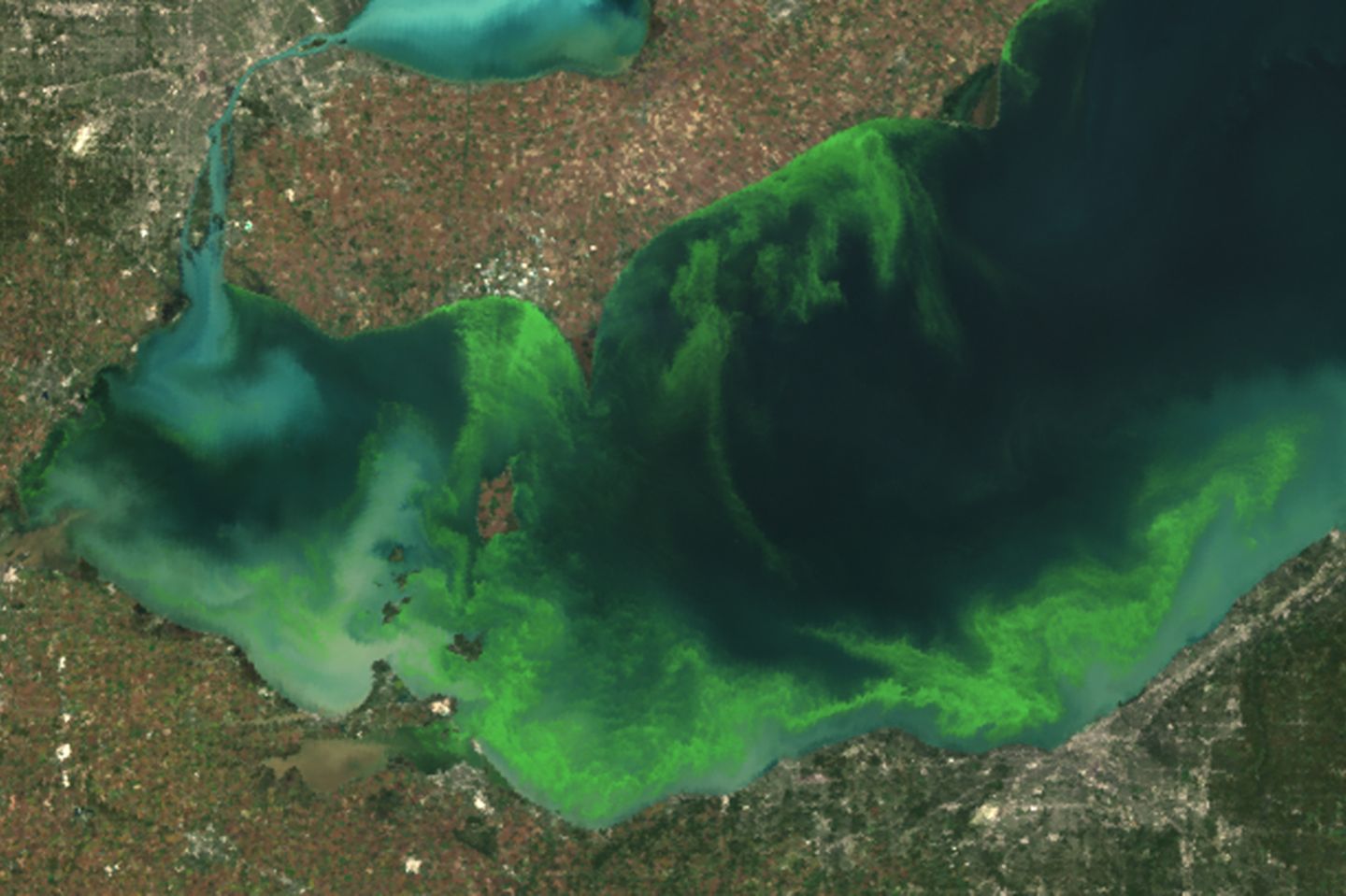 Der Eriesee im Jahr 2011: Durch Phosphor aus hauptsächlich landwirtschaftlichen Düngeabflüssen wurde 2011 die schlimmste Algenblüte seit Jahrzehnten verursacht