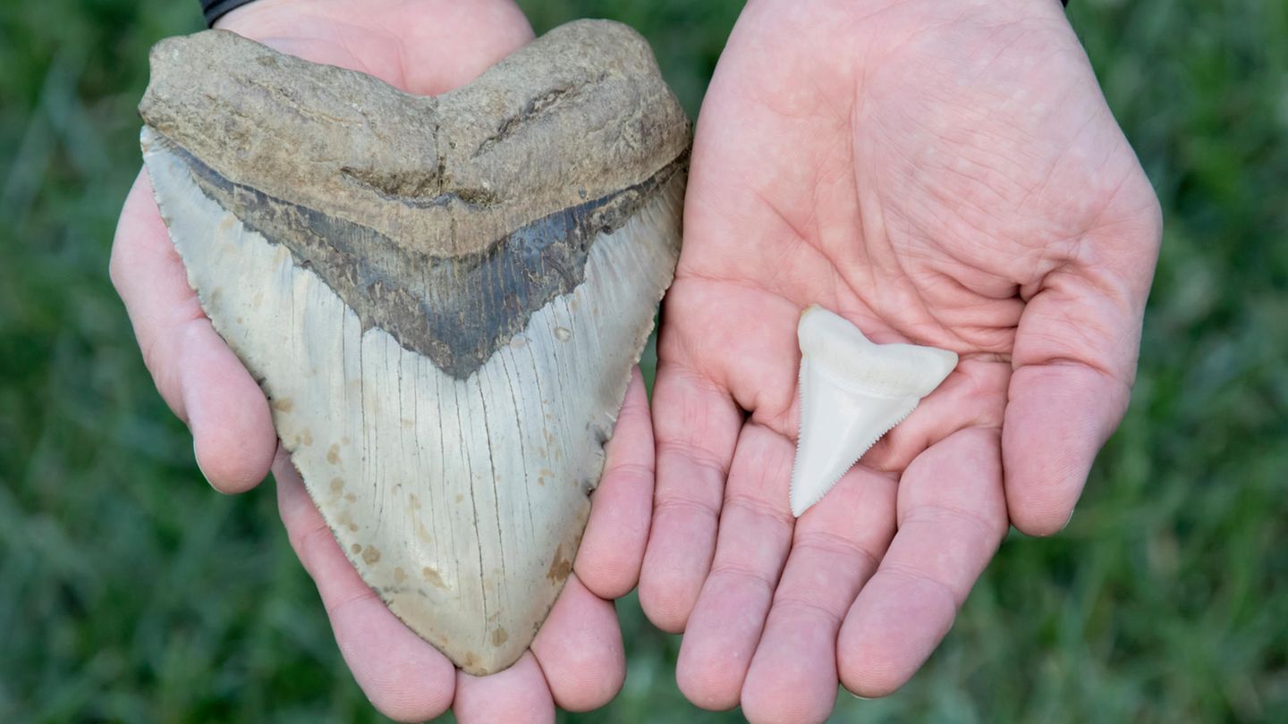 Megalodons waren rund drei Mal größer als ihre heutigen Verwandten, die Weißen Haie. Das zeigt auch der Größenvergleich der Zähne