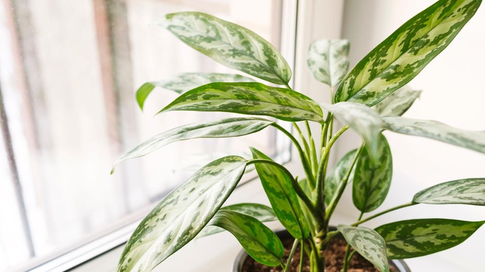 Ratgeber: Der Kolbenfaden liebt es feucht und ist deswegen bestens für einen Standort im Bad geeignet Der Kolbenfaden liebt es feucht und ist deswegen bestens für einen Standort im Bad geeignet