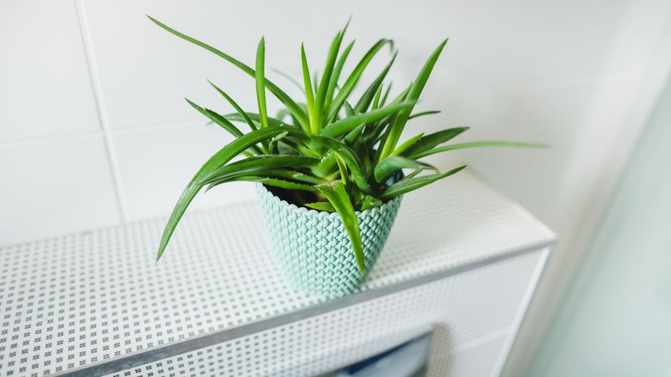 Aloe Vera Pflanze steht oberhalb einer Toilette Aloe Vera Pflanze steht oberhalb einer Toilette
