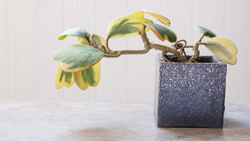 Herzblatt-Pflanze steht in einem hellen Raum Herzblatt-Pflanze steht in einem hellen Raum