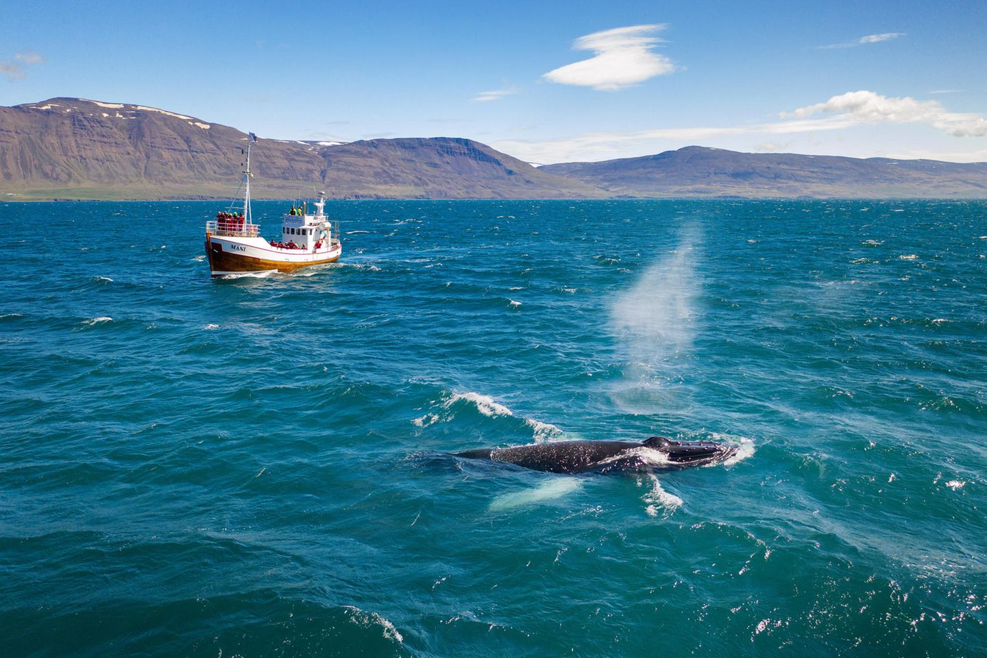 Whale watching has become a billion dollar industry.  Often to the chagrin of whales