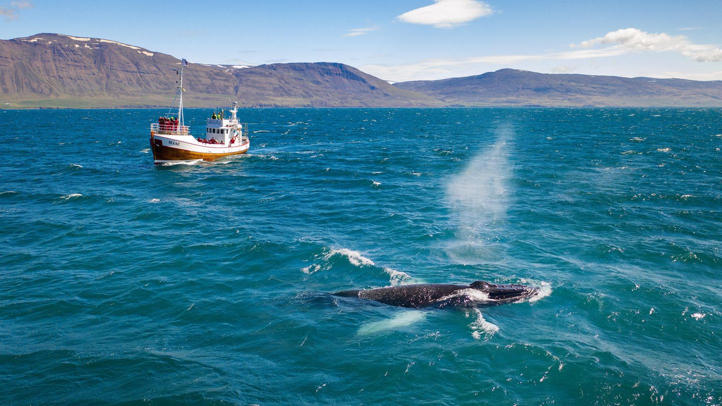 Whalewatching ist zur Milliardenindustrie geworden. Oft zum Leidwesen der Wale