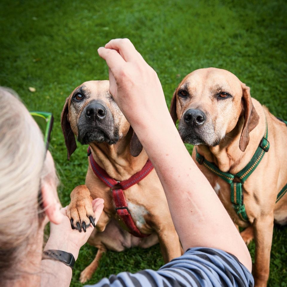 Belohnung: Wie viele gute Hundetrainer handelt Barbara Schöning – auch bei ihren Rhodesian Ridgebacks – nach dem Prinzip der "positiven ­Verstärkung": nicht unerwünschtes Verhalten bestrafen, sondern erwünschtes belohnen