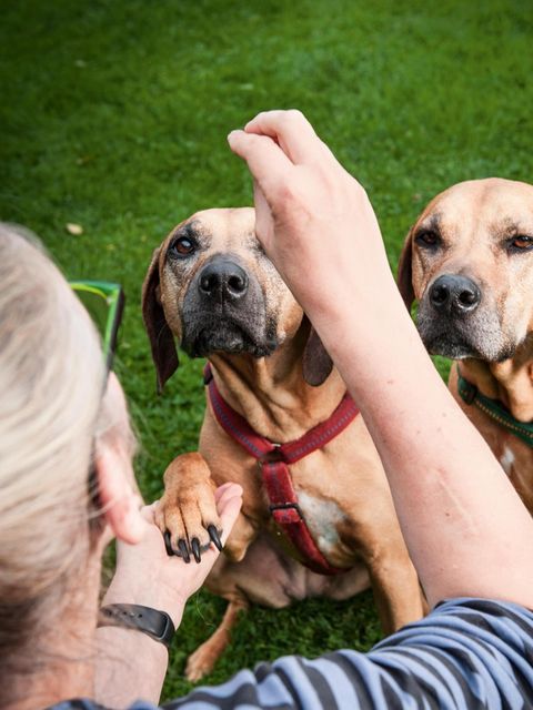 Belohnung: Wie viele gute Hundetrainer handelt Barbara Schöning – auch bei ihren Rhodesian Ridgebacks – nach dem Prinzip der "positiven ­Verstärkung": nicht unerwünschtes Verhalten bestrafen, sondern erwünschtes belohnen