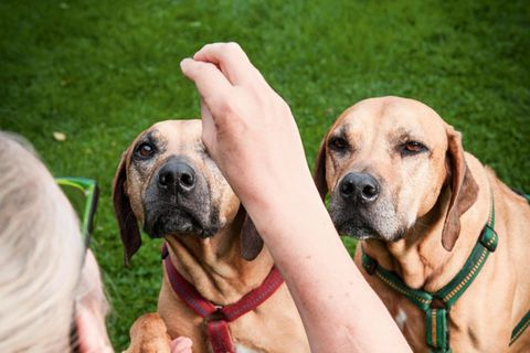 Belohnung: Wie viele gute Hundetrainer handelt Barbara Schöning – auch bei ihren Rhodesian Ridgebacks – nach dem Prinzip der "positiven ­Verstärkung": nicht unerwünschtes Verhalten bestrafen, sondern erwünschtes belohnen