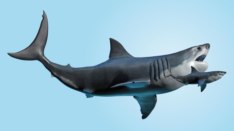 Trotz des beachtlichen Größenunterschieds hatten der Megalodon und der Weiße Hai ein ähnliches Beutespektrum