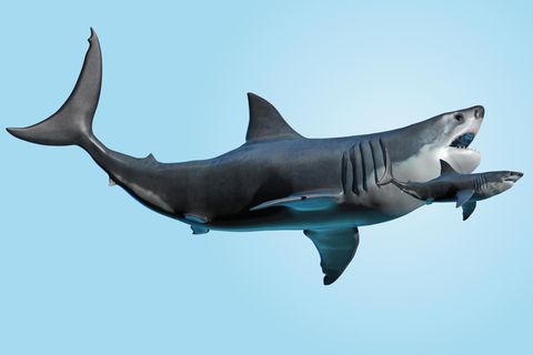 Trotz des beachtlichen Größenunterschieds hatten der Megalodon und der Weiße Hai ein ähnliches Beutespektrum