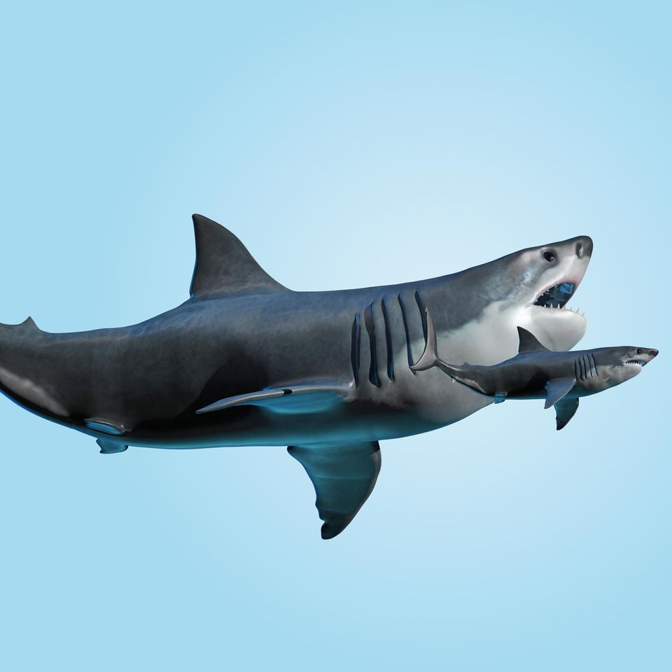 Trotz des beachtlichen Größenunterschieds hatten der Megalodon und der Weiße Hai ein ähnliches Beutespektrum