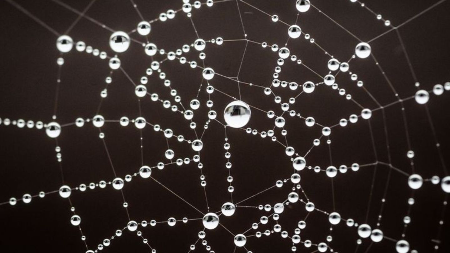 Spinnennetz