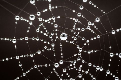 Spinnennetz