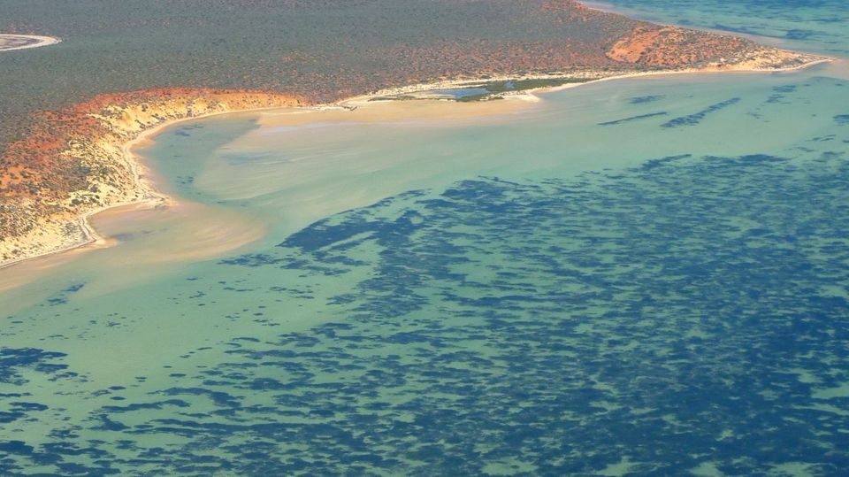 Seegraswiese vor Westaustralien Seegraswiese vor Westaustralien