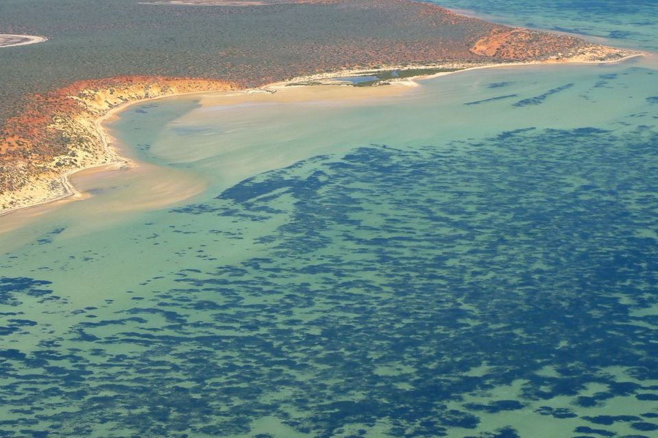 Seegraswiese vor Westaustralien