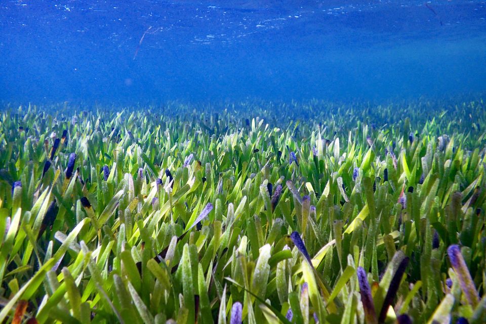 Seegraswiese ist größte Pflanze der Welt