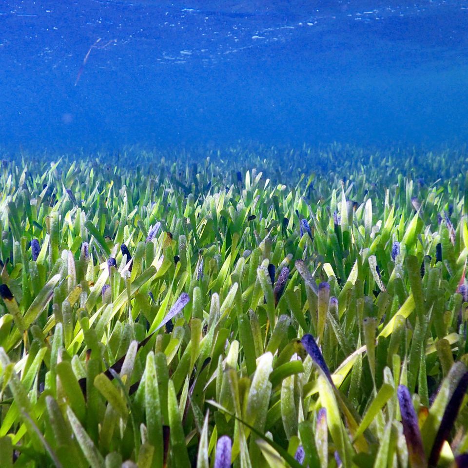 Seegraswiese ist größte Pflanze der Welt
