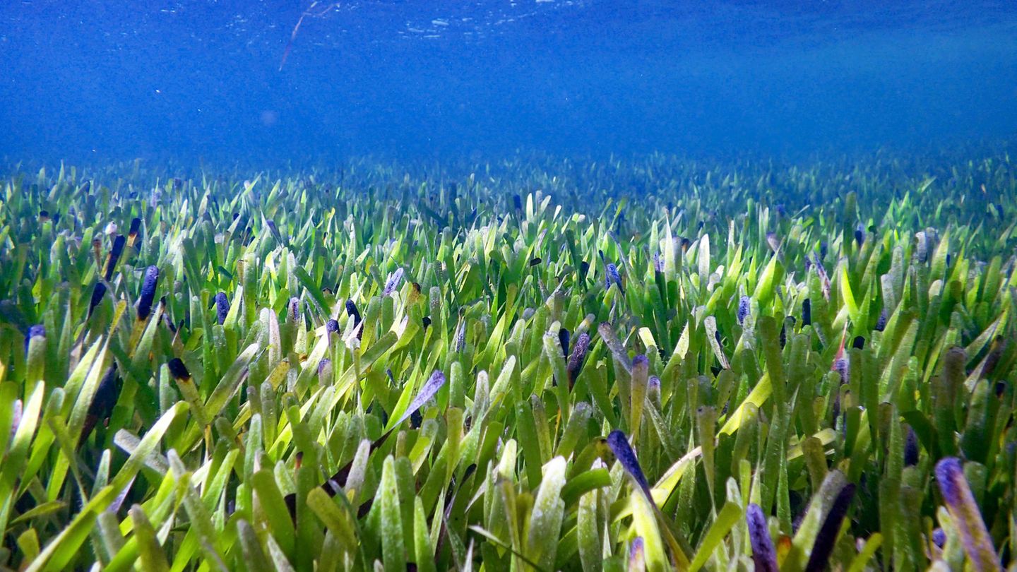 Seegraswiese ist größte Pflanze der Welt