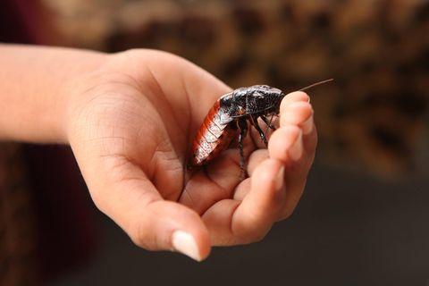 Hat nicht jede*r: eine Madagaskar-Fauchschabe als Haustier