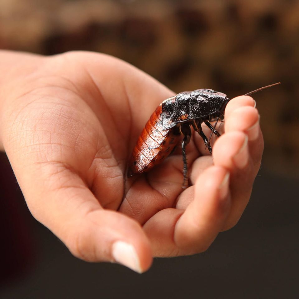 Hat nicht jede*r: eine Madagaskar-Fauchschabe als Haustier