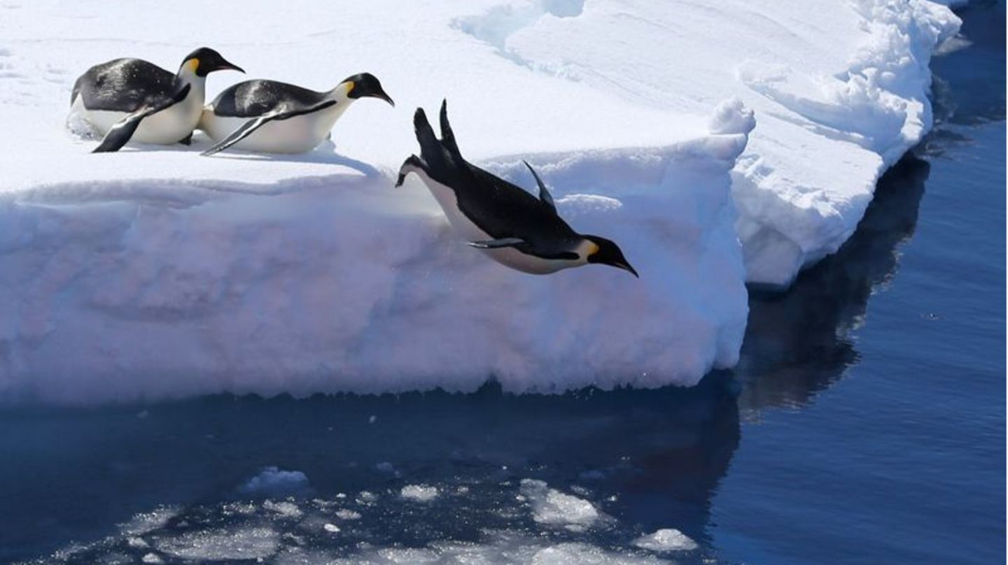 Pinguine in der Antarktis