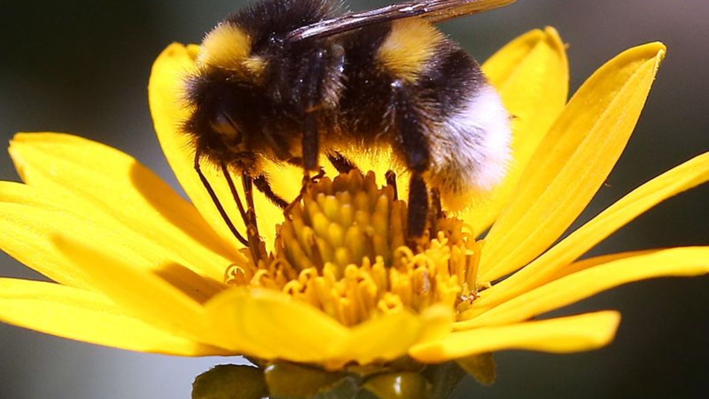 Erdhummel