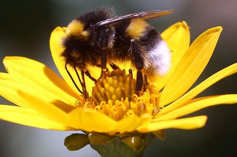 Erdhummel