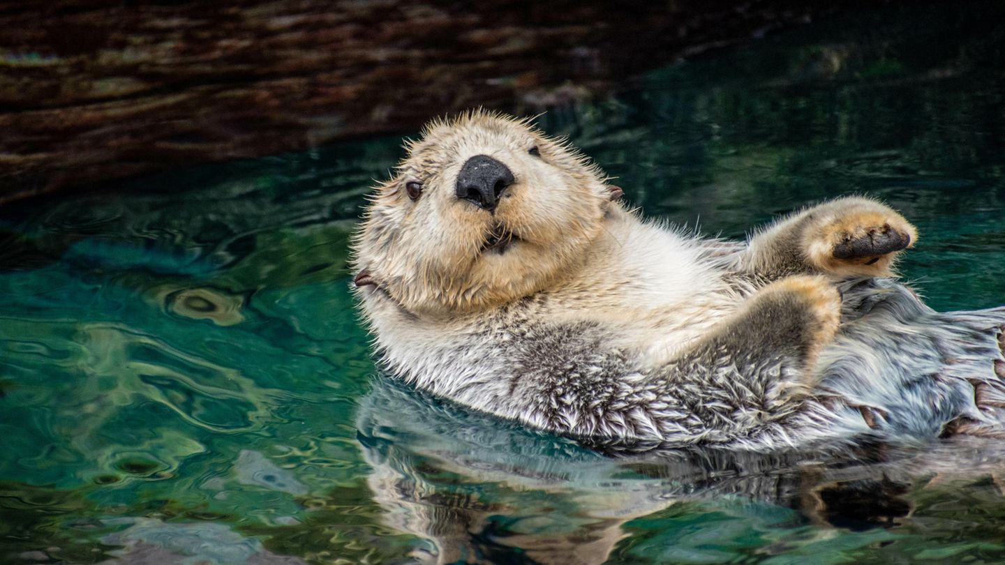 Seeotter im Wasser