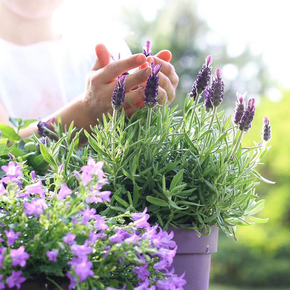 Lavendel pflanzen bei der Gartentherapie