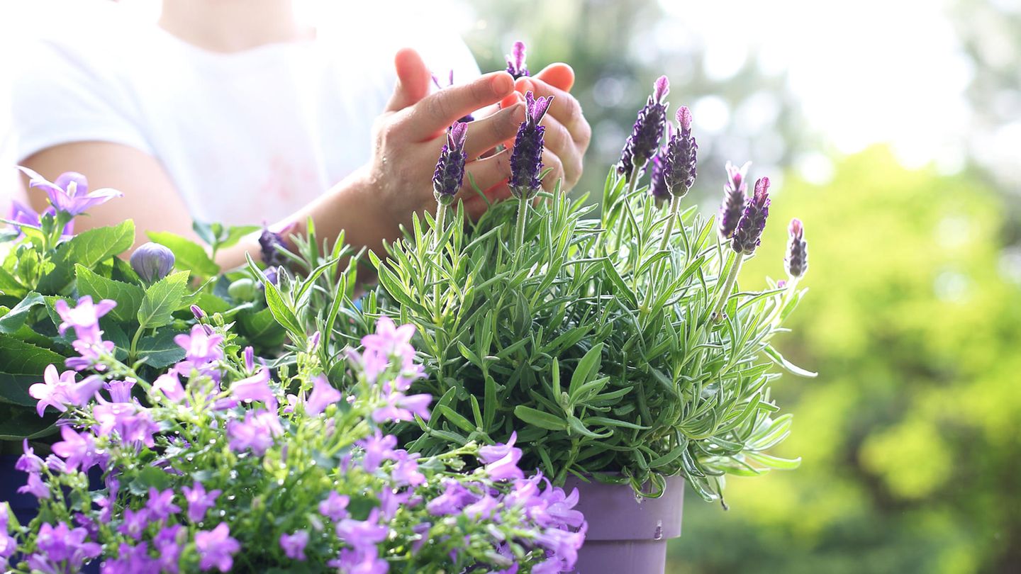 Lavendel pflanzen bei der Gartentherapie