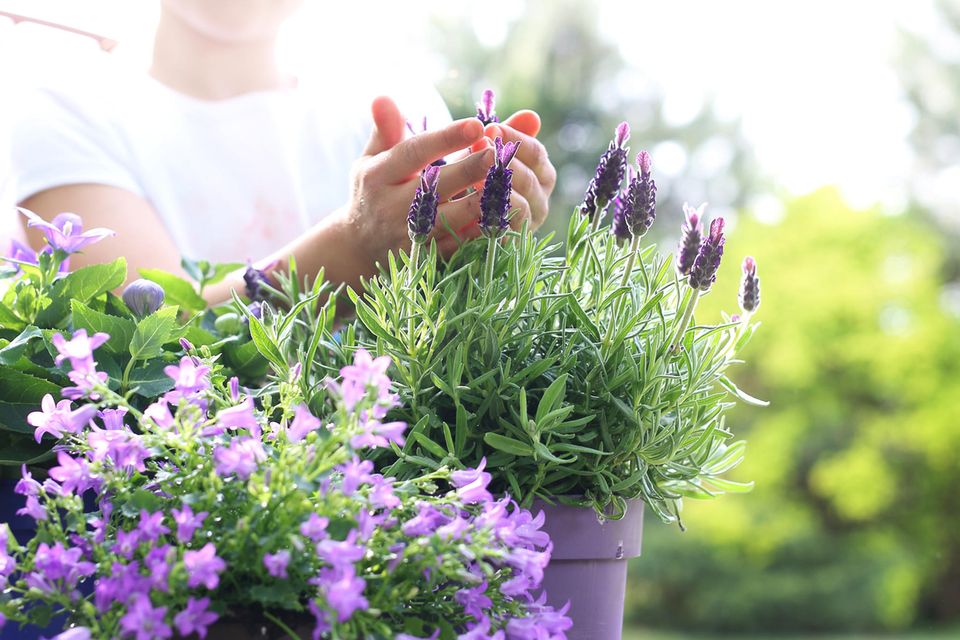 Lavendel pflanzen bei der Gartentherapie