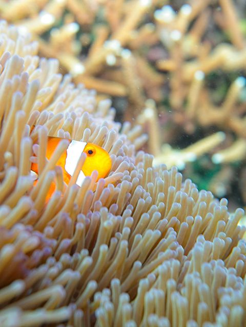 UN-Hochseeabkommen: Klimawandel, Müll, Todeszonen: Sind die Meere noch zu retten?