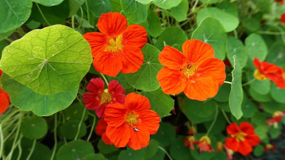 Kapuzinerkresse im Garten zur Schneckenabwehr